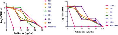 Heteroresistance to Amikacin in Carbapenem-Resistant Klebsiella pneumoniae Strains